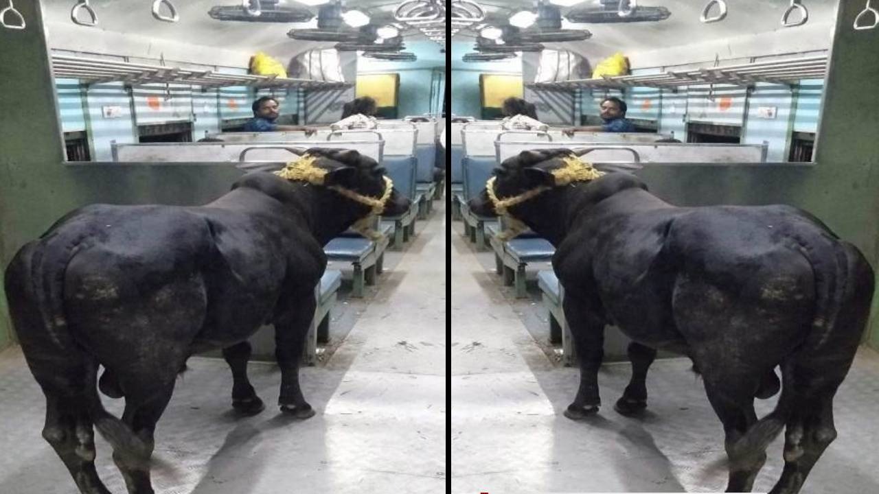 ई साहिबगंज पैसेंजर है भईया.. इसमें आदमी और सांड साथ में सवारी करते हैं