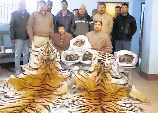 बाघ की खाल के साथ दो गिरफ्तार
