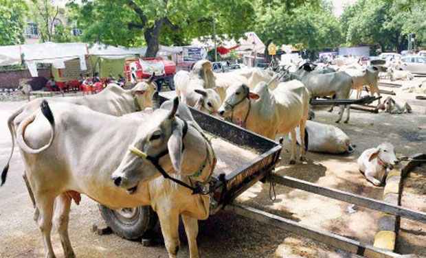 गाय और बछड़ों को हत्या के लिये ले जा रहे 8 हत्यारे गिरफ्तार