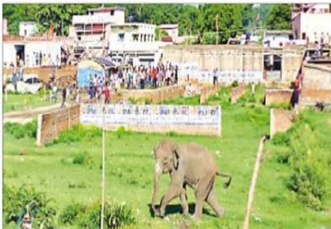 जमशेदपुर : शहर में घुसा हाथी, महिला को कुचला, मौत