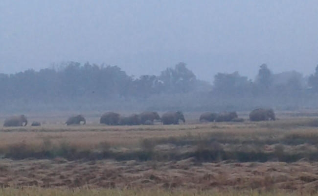 Hazaribagh : रात भर हाथ में मशाल लेकर हाथियों के पीछे भागते रहे लोग, देखें VIDEO