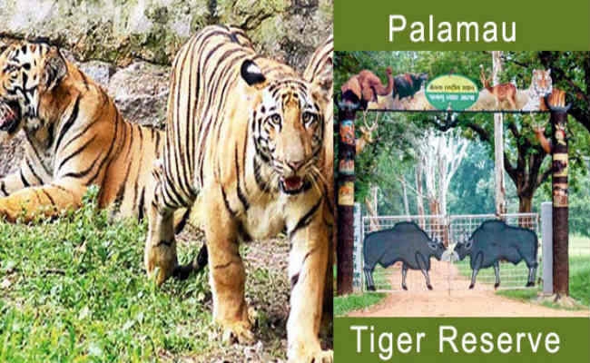 बाघ के शिकार की परंपरा ने छीनी बेतला की रौनक