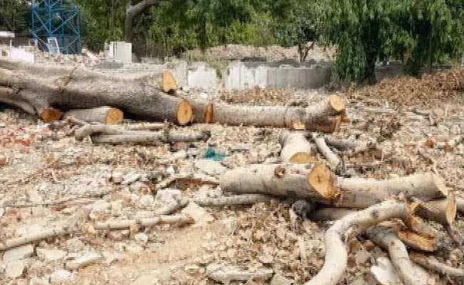 पंचायत प्रधान पर सरकारी पेड़ कटवाने का आरोप