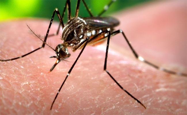 डेंगू हुआ आउट ऑफ कंट्रोल, आंकड़ा 260 के पार, पटना में अब तक तीन की मौत