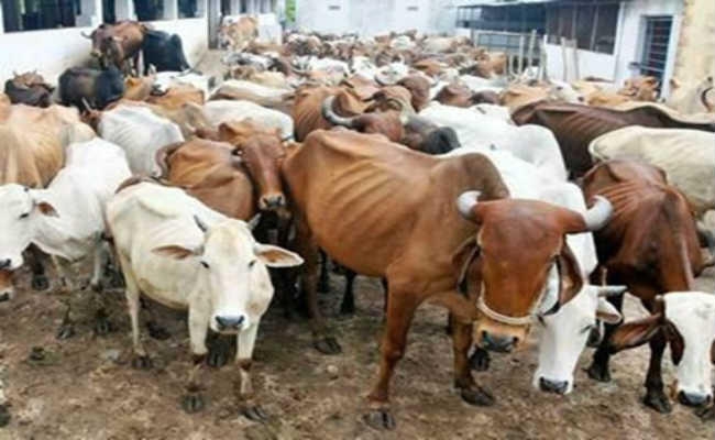 हाल-ए-भागलपुर गोशाला : गोशाला विकास पदाधिकारी ने दी थी जमीन की रिपोर्ट