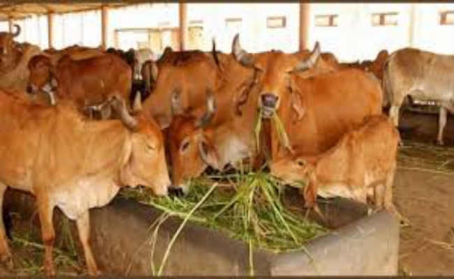गोशाला की संपत्ति अपार, सब हो रहे मालामाल, गायें हैं बेहाल