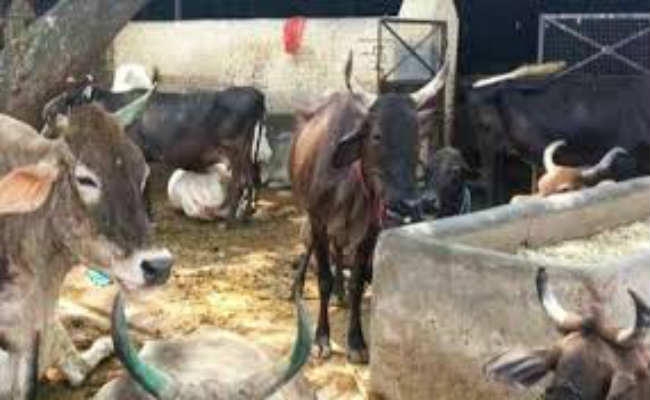 500 बीपीएल महिलाओं को 90 फीसदी अनुदान पर मिलेंगी दो-दो दुधारू गायें
