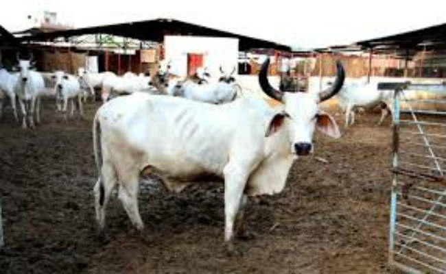 गोशाला की जमीन से कब्जा हटाने को दायर होगा रिट, हर गाय का बनेगा मेडिकल बुक, चारे के लिए जगदीशपुर में होगी व्यवस्था