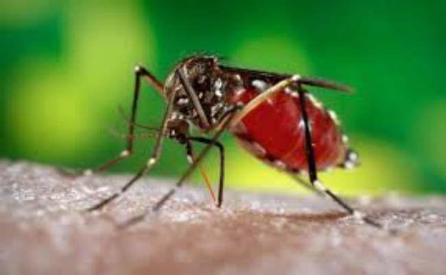 सरकारी-गैरसरकारी अस्पतालों में हो रहे चिह्नित, तीन महीने में डेंगू के मिले 59 संभावित मरीज, पांच कंफर्म
