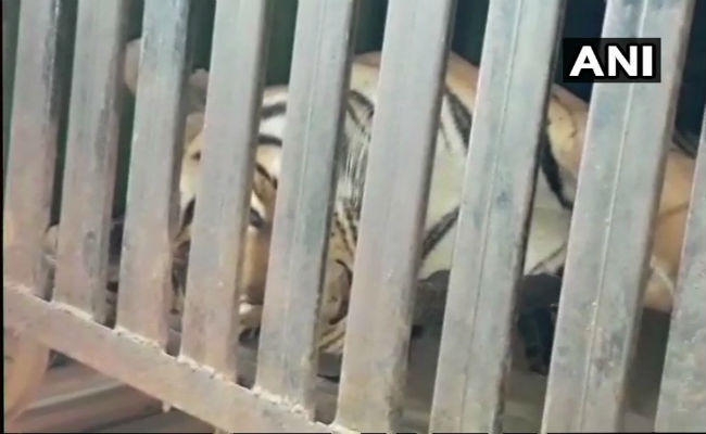 14 लोगों को निवाला बना चुकी बाघिन ”अवनी” को मारी गयी गोली, ग्रामीणों के चेहरे पर आयी मुस्कान