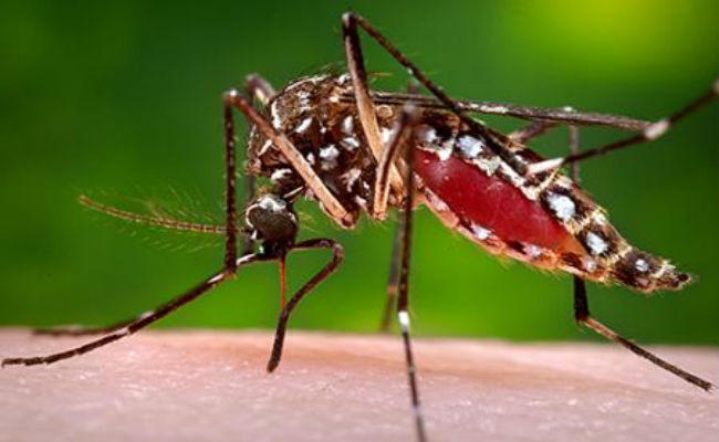 सिमडेगा शहरी क्षेत्र में डेंगू के प्रकोप से लोगों आतंकित, रामजानकी मंदिर रोड है केंद्र बिंदु