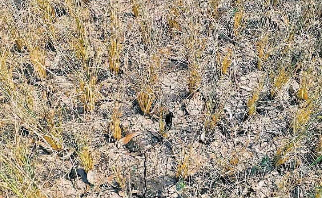 रांची : केंद्रीय टीम सुखाड़ का आकलन करने आयी, लौटकर सप्ताह भर के अंदर भेजेगी रिपोर्ट