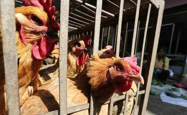 बर्ड फ्लू से बचाव को ले उठाया गया कदम, कुक्कुट प्रक्षेत्र में आम लोगों के प्रवेश पर रोक