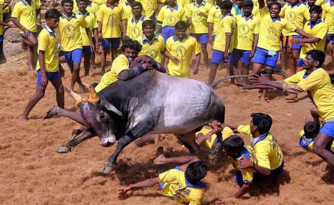 जल्लीकट्टू ने ली 19 साल के युवक की जान, सीजन की पहली मौत
