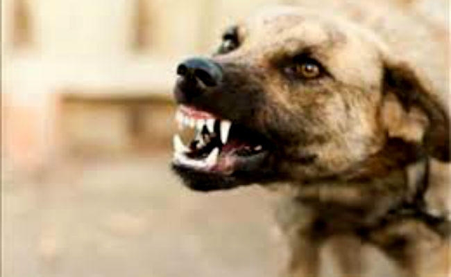 जमशेदपुर : आवारा कुत्तों ने दो बच्चों को बेरहमी से काट खाया, एक की मौत