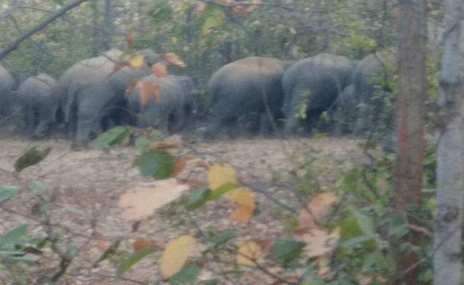 हजारीबाग : 22 हाथियों का समूह पहुंचा नरैना जंगल, दहशत में ग्रामीण