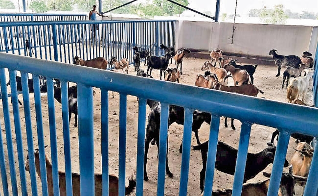 रांची : स्लॉटर हाउस में आज से कटने लगेंगे खस्सी