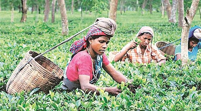 नागराकाटा : नयी प्रस्तावित दर के साथ अब 30 को बैठक, ज्वाइंट फोरम ने कहा, आंदोलन वापस नहीं होगा