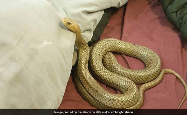 बिस्तर पर मिला विषैला सांप
