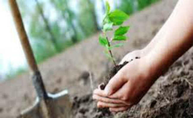 पृथ्वी दिवस पर जिले में 10 हजार पौधे लगाये गये