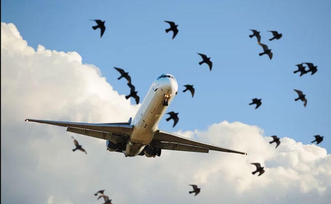 पटना : फिर बर्ड हिट, बची 101 हवाई यात्रियों की जान