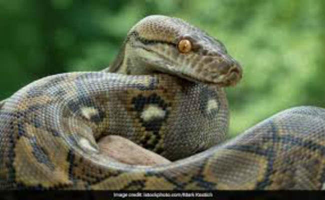 घर में मिला विशालकाय अजगर, अजगर बरामद होने से खलबली