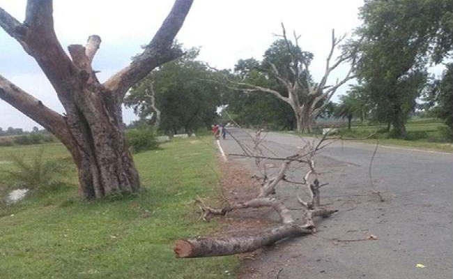 बाइक सवार दंपती पर गिरी पेड़ की टहनी, पति की मौत
