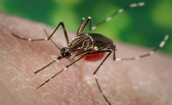 सदर अस्पताल में डेंगू के उपचार व रोकथाम की व्यवस्था खस्ताहाल