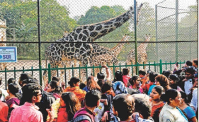 कोलकाता : चिड़ियाघर में आया जिराफ का नन्हा मेहमान