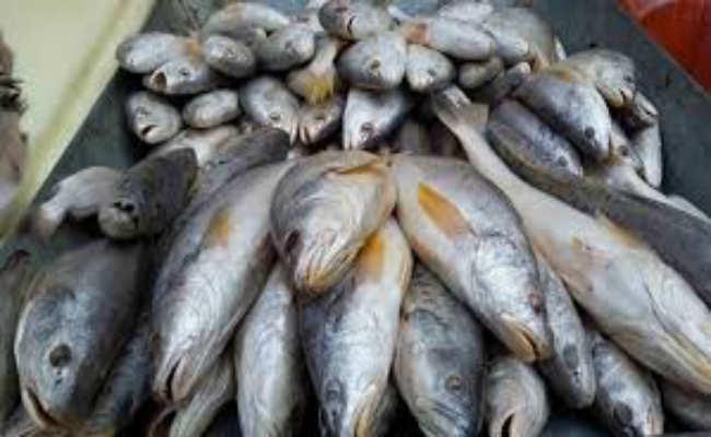 पटना : मछलियों के 18 और सैंपल लिये, मुख्य सचिव आज करेंगे बैठक
