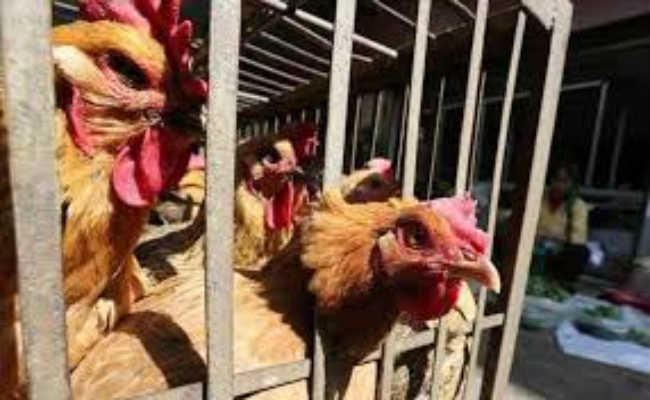 मुर्गा दुकान पर नही दिख रहे है ग्राहक, गोमिया क्षेत्र में बर्ड फ्लू की आशंका से सहमे हैं लोग