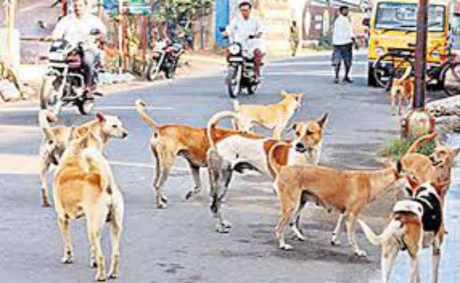 कोलकाता : नसबंदी में कोताही से महानगर में बढ़ी कुत्तों की फौज
