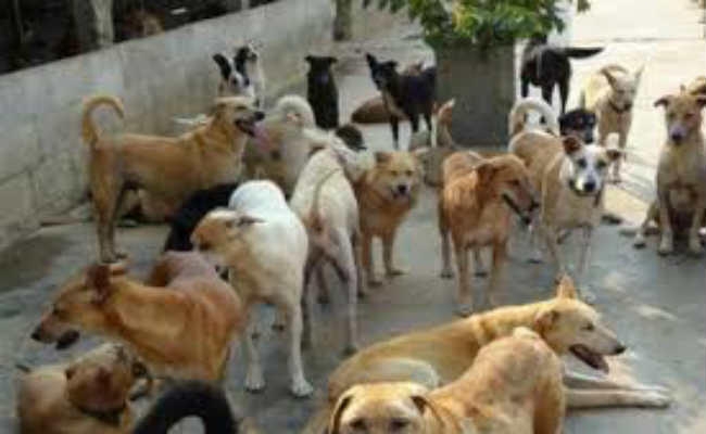 हावड़ा : लावारिश कुत्तों का बढ़ता आतंक, परेशान शहरवासी