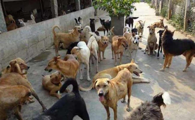 कुत्तों का आतंक: हर दिन औसतन 16 लोग बन रहे शिकार