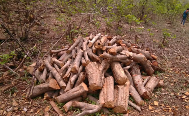 लकड़ी तस्करों ने किया वनकर्मियों की गाड़ी में आग लगाने का प्रयास, छापेमारी करने गयी टीम उल्टे पांव लौटी