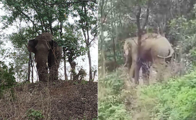 बड़कागांव : गांव में घुसा हाथी, लोग दहशत में, झुंड से बिछड़ा हाथी मचा रहा है उत्पात