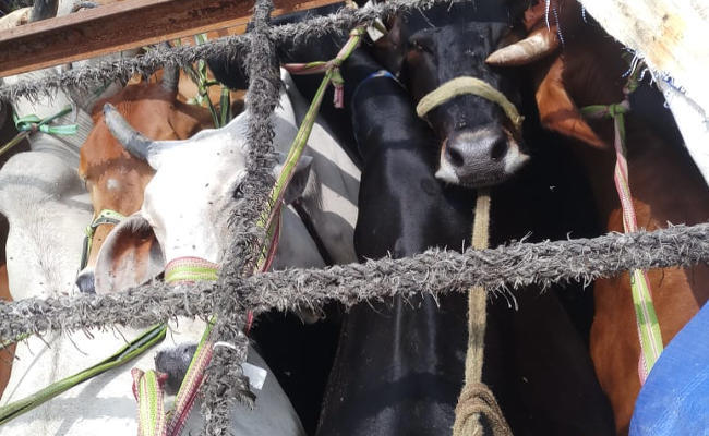 बिहार के 3 मवेशी तस्कर झारखंड के हजारीबाग में गिरफ्तार, 25 मवेशियों के साथ ट्रक जब्त