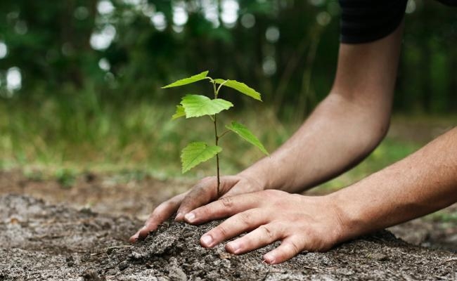 पटना : 22 दिनों के अंदर लगे सवा करोड़ पौधे