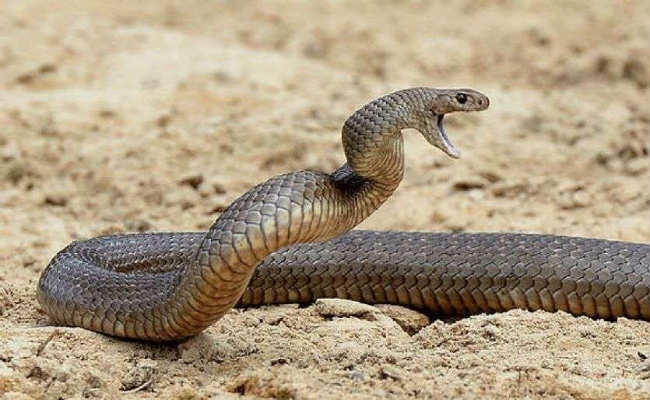 सदर अस्पताल परिसर में अंधविश्वास का चला खेल, सर्पदंश से मृत महिला को जिंदा करने की घंटों होती रही जद्दोजहद