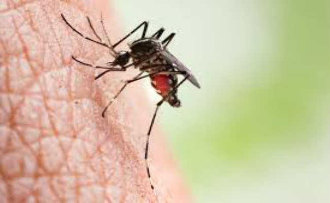 सीमांचल व कोसी के इलाकों में तेजी से पांव पसार रहा डेंगू