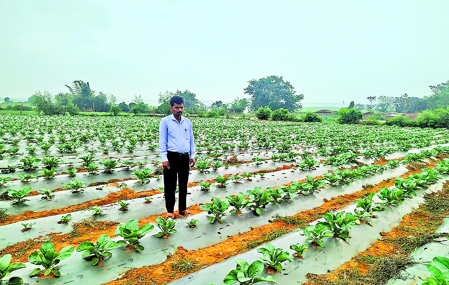 Special Story: पिता के निधन के बाद भी नहीं हारी हिम्मत, मेहनत कर सफल किसान बने बैजनाथ