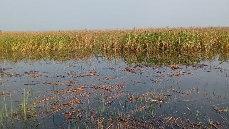 सोन नहर में अचानक पानी छोड़ने से खेत-खलिहानों में घुसा पानी, फसल बर्बाद