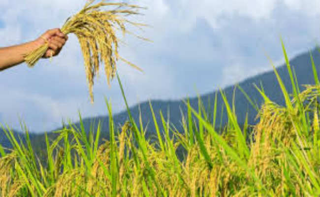 राज्य के किसानों को मिलेगा बिल मिलिंडा गेट्स फाउंडेशन का सहारा
