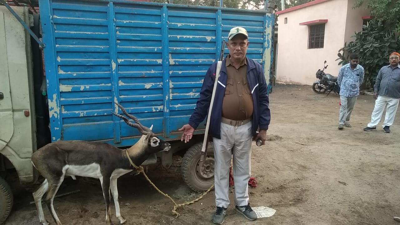 पटना के बिहटा बाजार में पुलिस को मिला काला हिरण, वन विभाग के अधिकारी को दी सूचना
