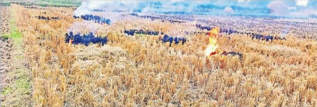 बरेली में पराली जलाने वाले पांच किसानों को दिल्ली के सैटेलाइट इमेज ने पकड़ा, कृषि विभाग ने लगाया जुर्माना