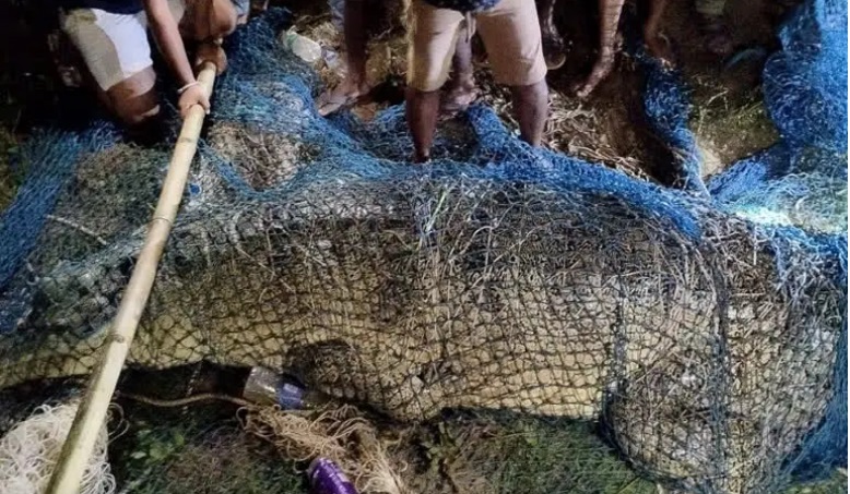 रोहतास में पकड़ा गया डेढ़ क्विंटल का मगरमच्छ, आखिरकार लोगों ने ली राहत की सांस