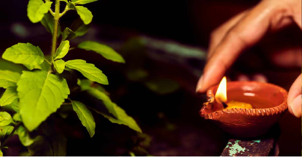 Astro Tips: तुलसी में कच्चा दूध चढ़ाने से दूर होता है दुर्भाग्य, घर में आती है सुख, संपन्नता