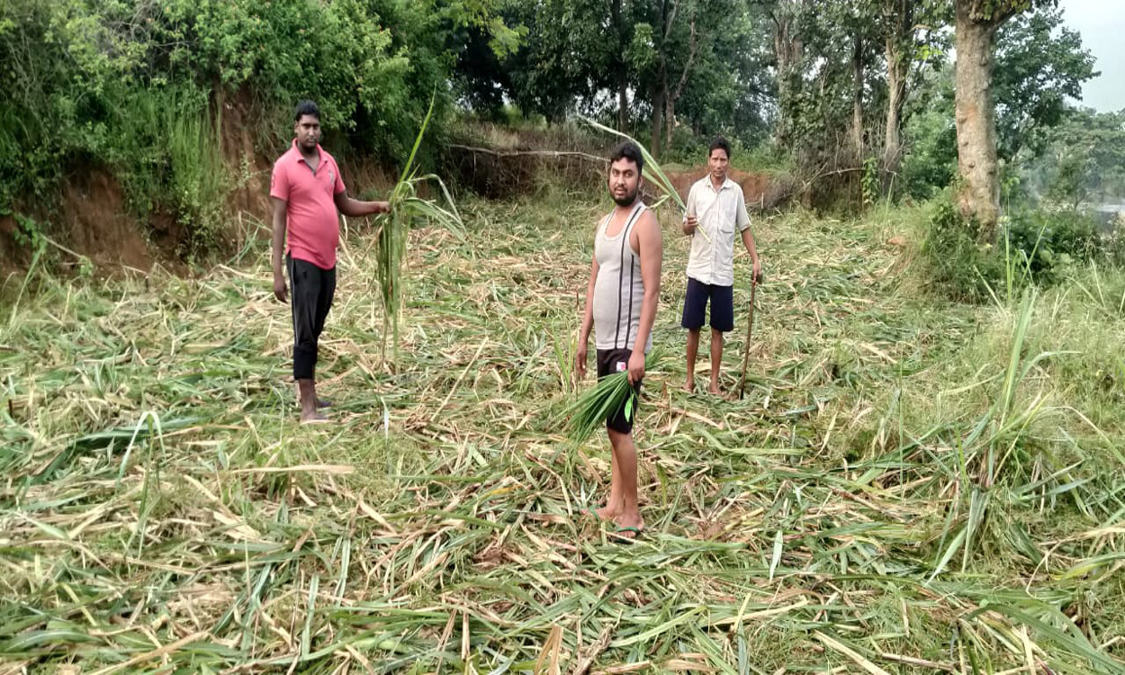 हाथियों का झुंड बड़कागांव के जुगरा गांव पहुंचा, 4 घरों को किया क्षतिग्रस्त, फसलों को भी पहुंचाया नुकसान