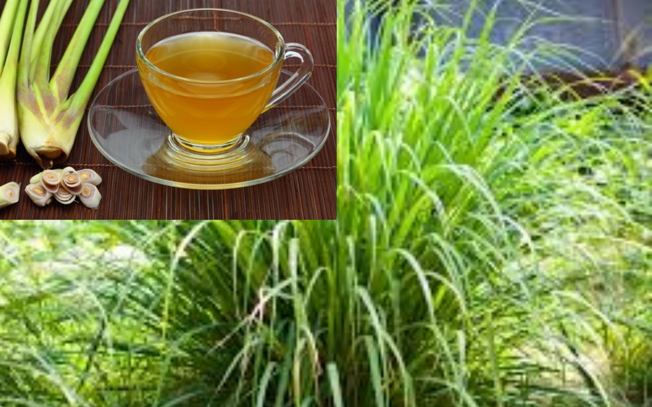 Lemongrass इम्यूनिटी बढ़ाने से लेकर पेट के प्रॉब्लम ठीक करने तक में फायदेमंद, लेकिन साइड इफेक्ट्स भी जान लें