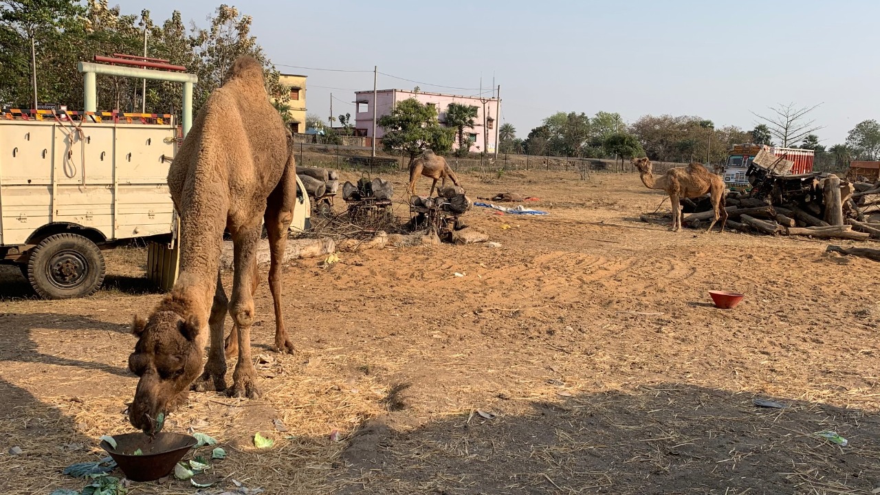Camel Smuggling Latest News : डिस्ट्रिक्ट कोर्ट पाकुड़ ने जब्त ऊंट को राजस्थान भेजने का दिया आदेश, जानें क्या है पूरा मामला
